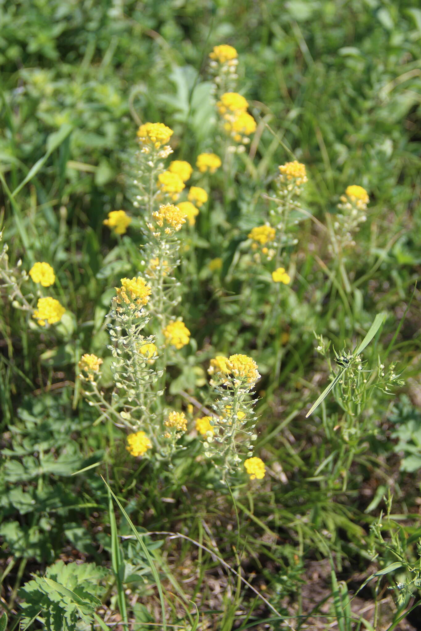 Image of Alyssum repens subsp. trichostachyum (Rupr.) Hayek