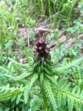 Image of Beakless Red Lousewort