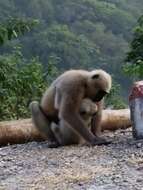 Image of Northern plains gray langur