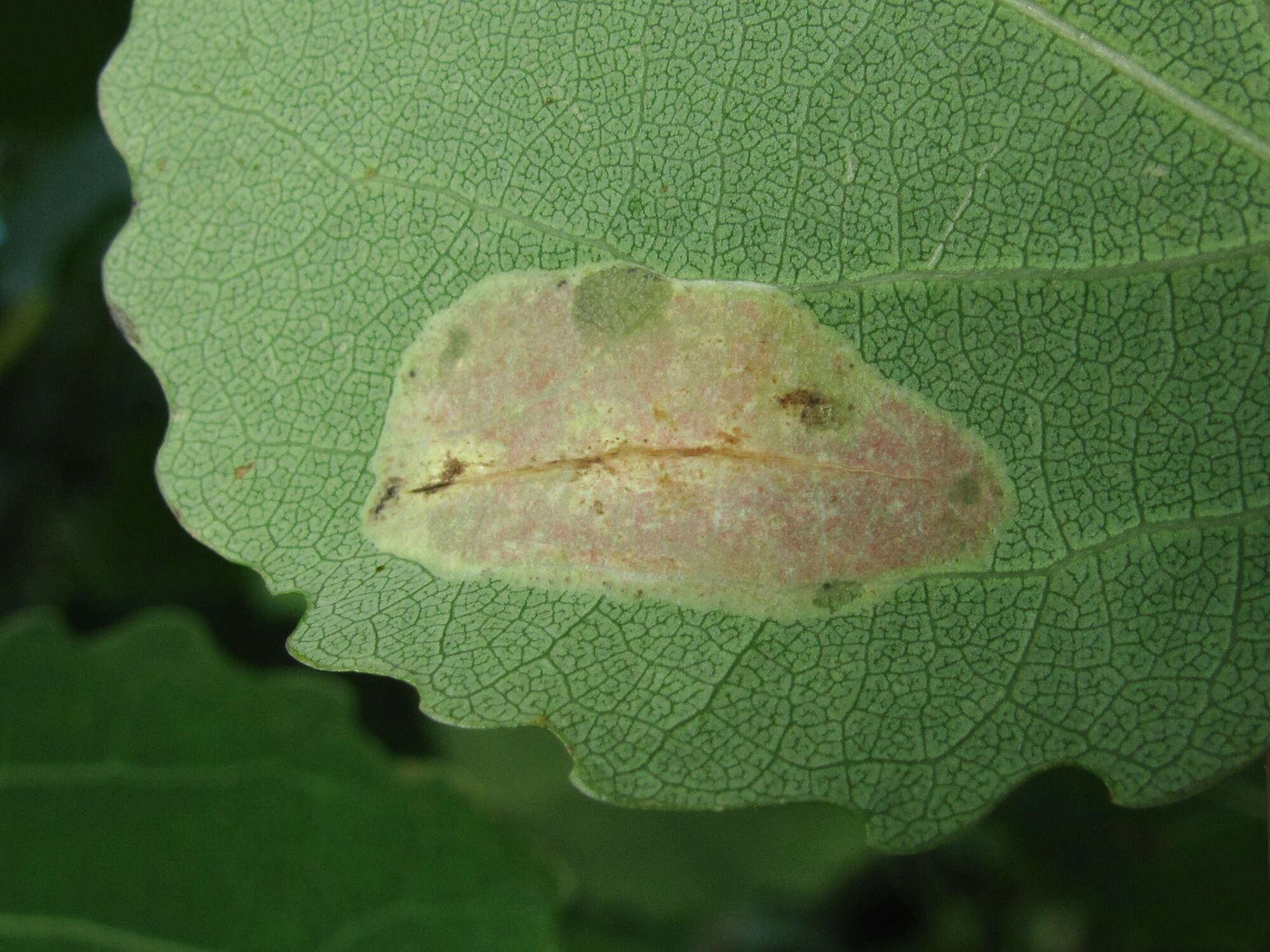 Phyllonorycter apparella (Herrich-Schäffer 1855) resmi