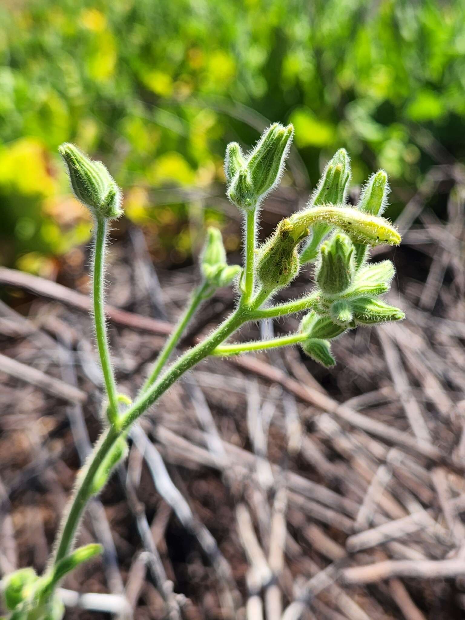 Nicotiana stocktonii Brandegee的圖片