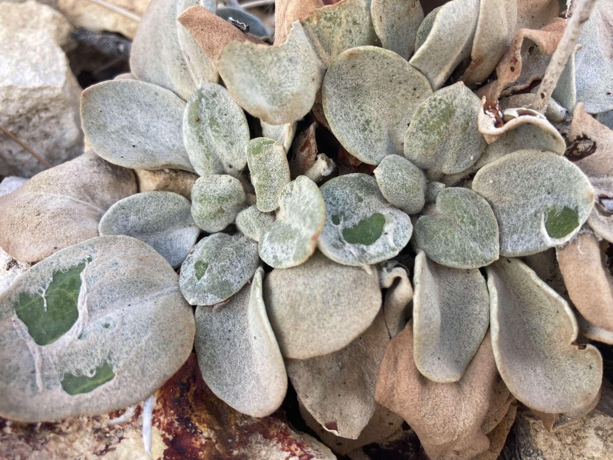 Image of granite buckwheat