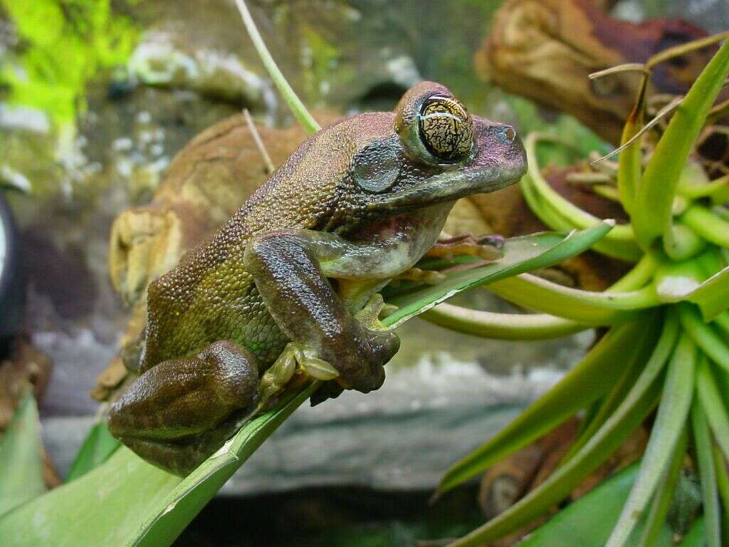 Image de Leptopelis vermiculatus (Boulenger 1909)