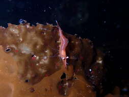 Image of stiletto coastal shrimp