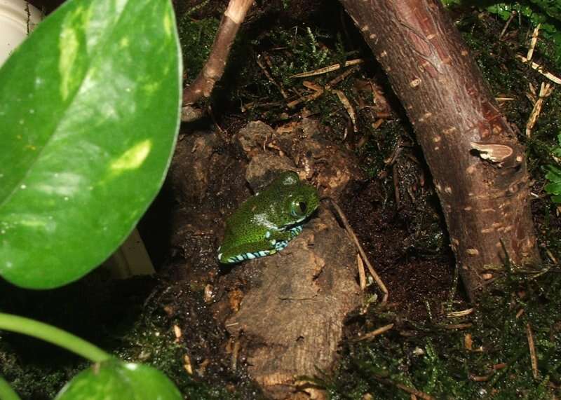 Image de Leptopelis vermiculatus (Boulenger 1909)