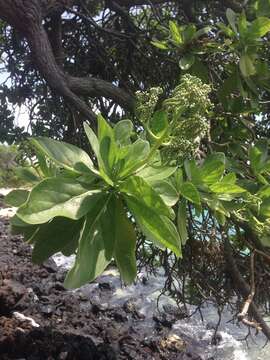 Image of Heliotropium arboreum (Blanco) Mabb.