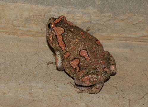 صورة Uperodon taprobanicus (Parker 1934)