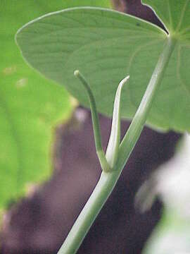 Image of Javanese long pepper