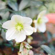 Image of black hellebore