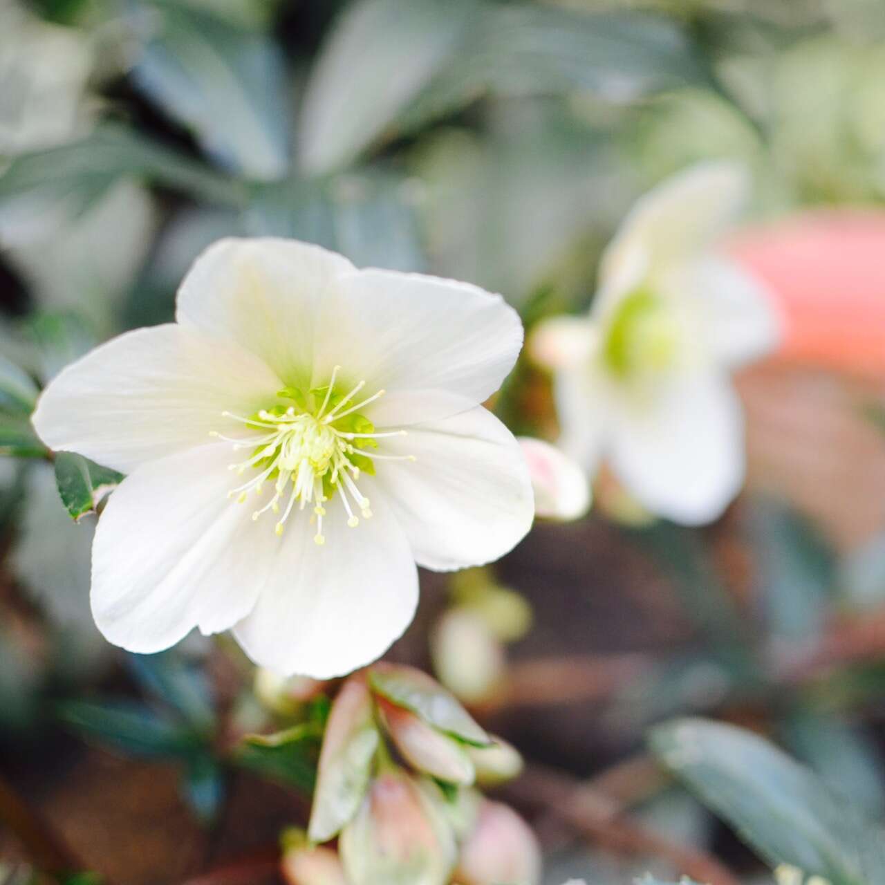 Image of black hellebore