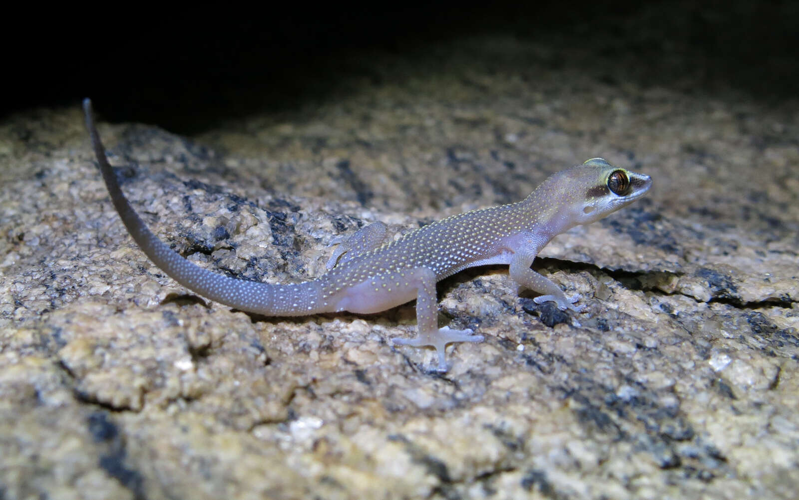 Image of Pachydactylus atorquatus Bauer, Barts & Hulbert 2006