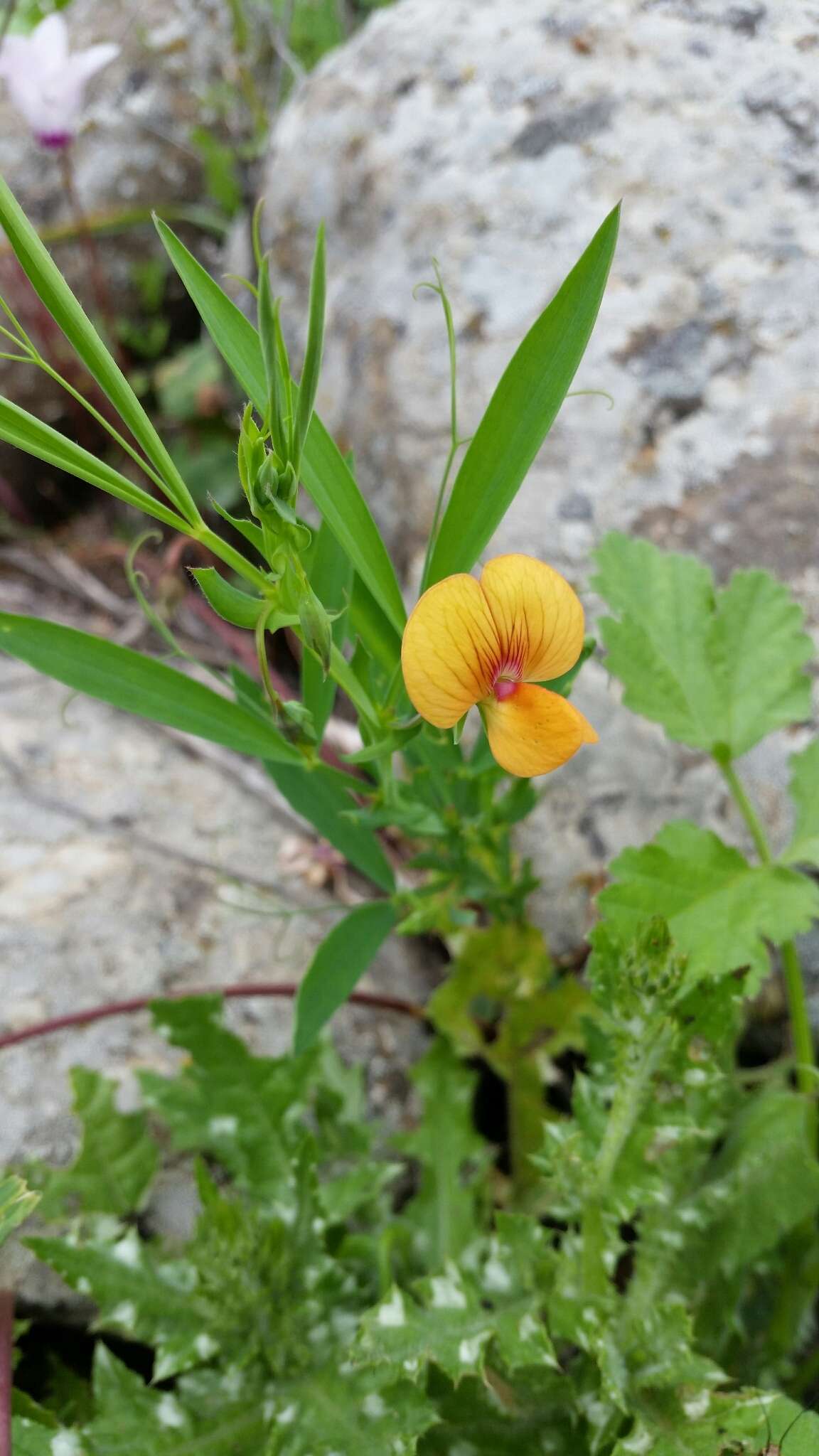 Image of Lathyrus gorgoni Parl.