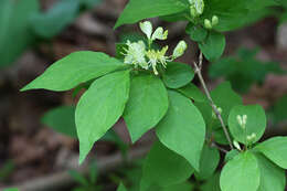 Image of honeysuckle