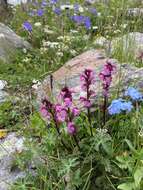 Image de Pedicularis nordmanniana Bunge