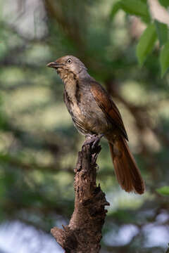 Image of Collared Palm Thrush