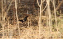 Image of Black Bush Robin