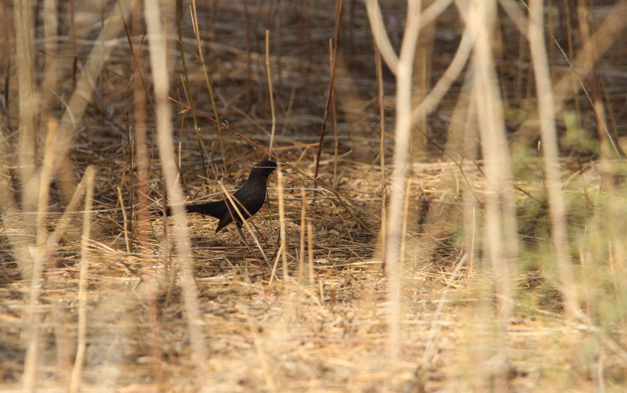 Image of Black Bush Robin