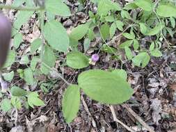 Plancia ëd Clematis vinacea Floden