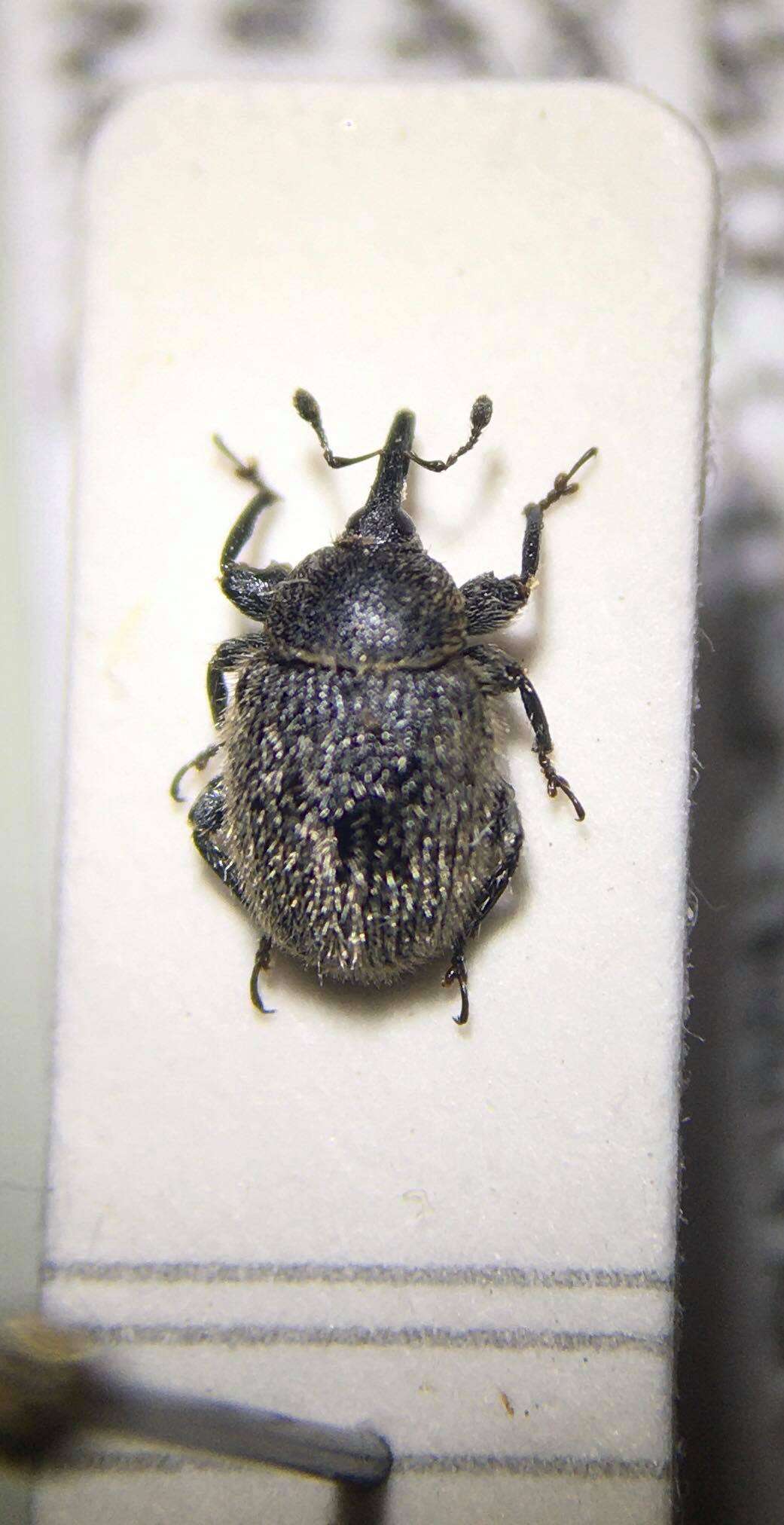 Image of Weevil