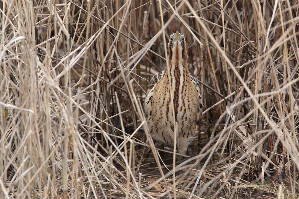 Image of great bittern, bittern