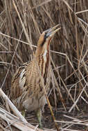 Image of great bittern, bittern