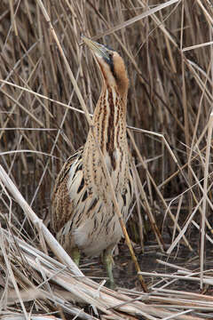 Image of great bittern, bittern