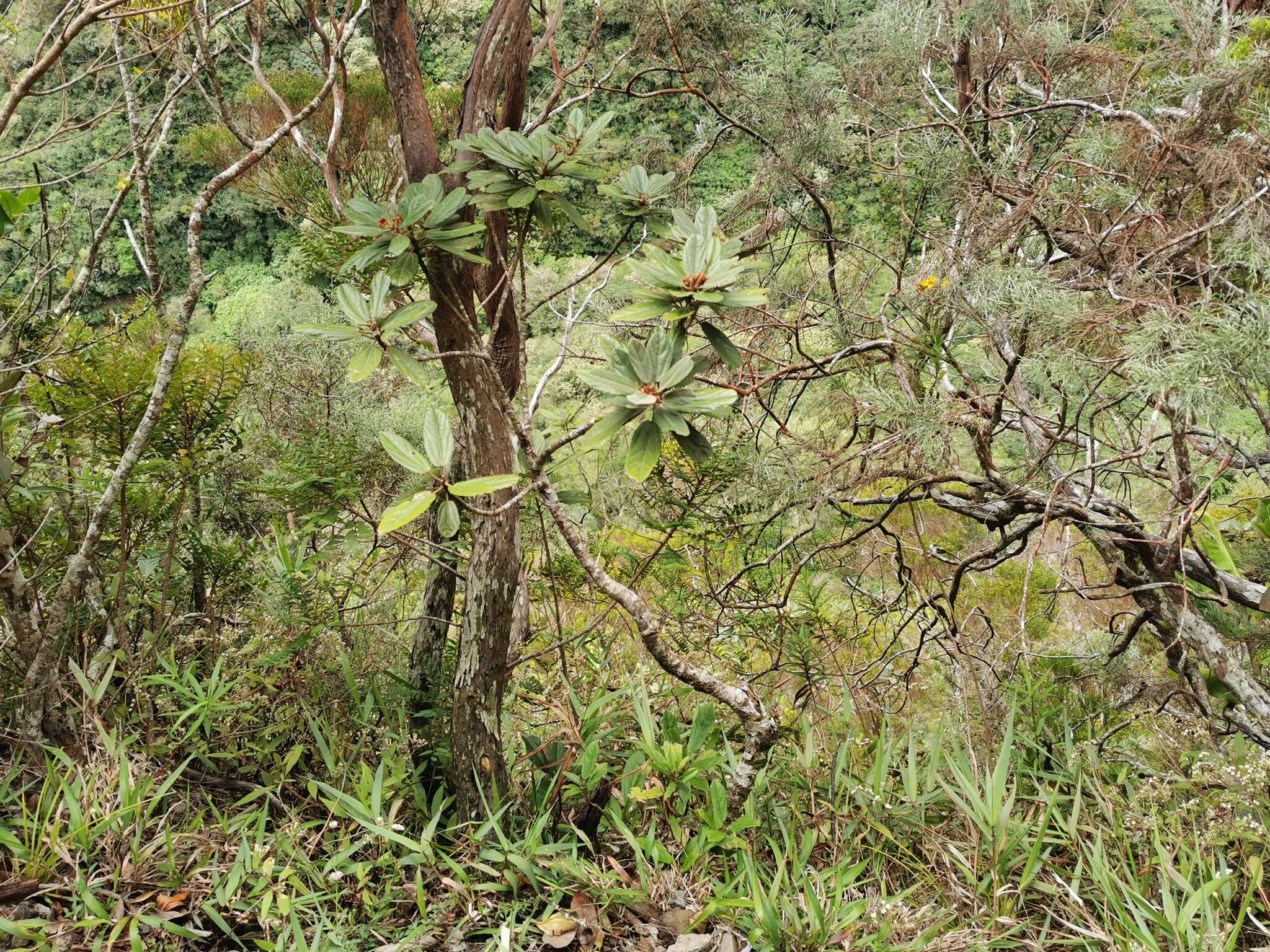 Image of Dombeya punctata Cav.