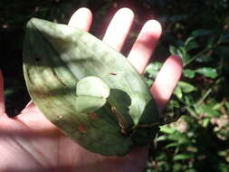 Image of Tainia cordifolia Hook. fil.