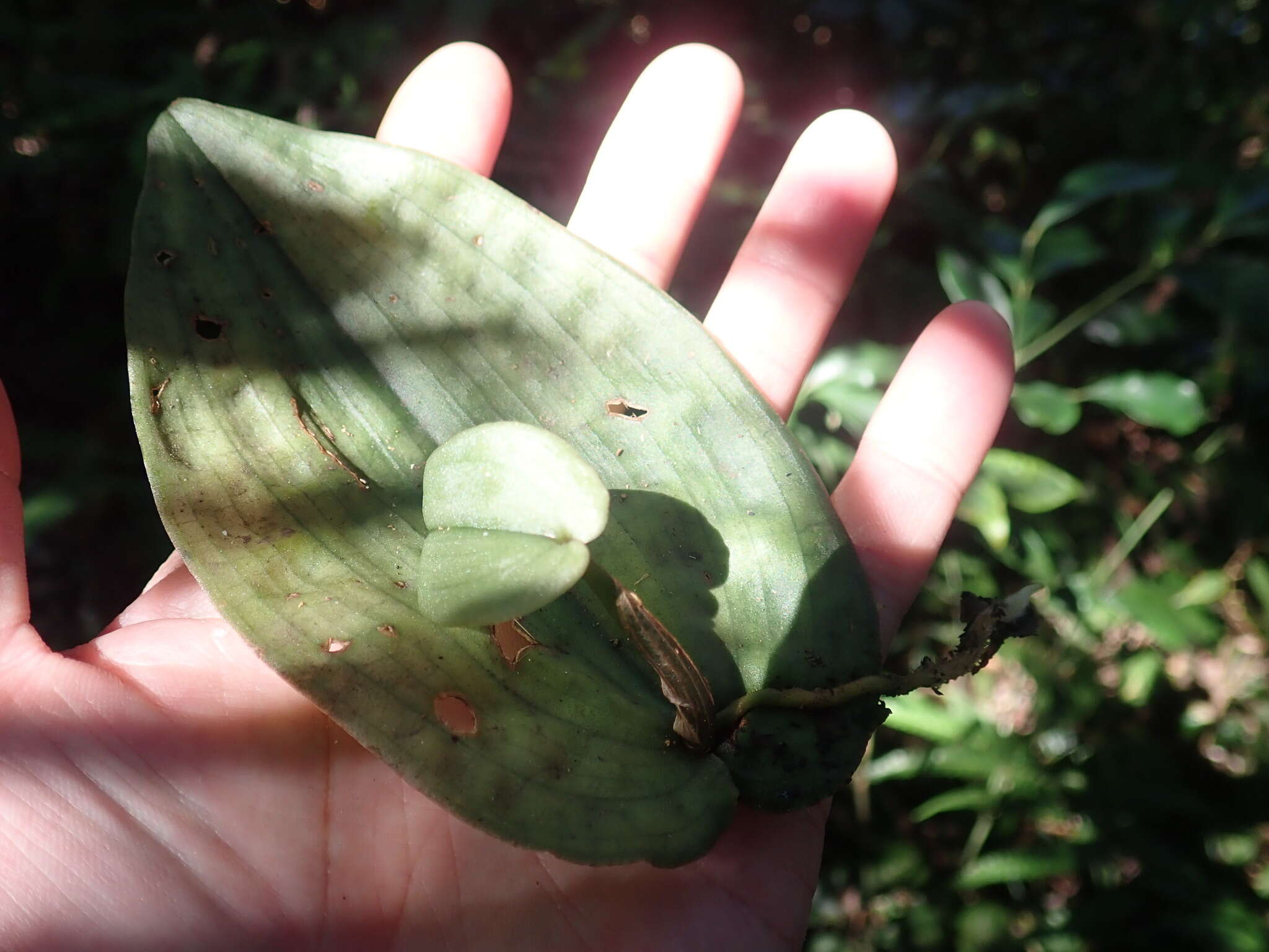 Tainia cordifolia Hook. fil.的圖片