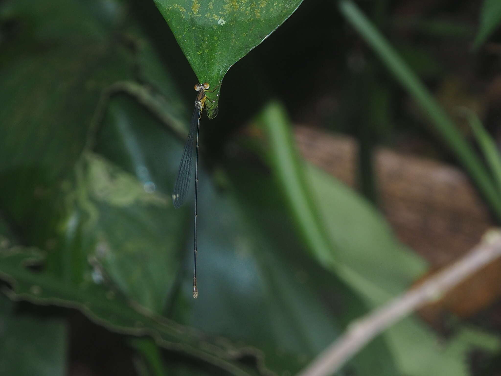 Image of Pericnemis stictica Hagen ex Selys 1863