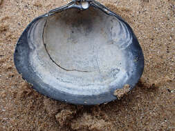 Image of surf clam