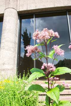 Image of hemp agrimony