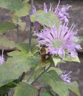 Image of scarlet beebalm