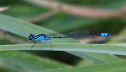 Image of Skimming Bluet