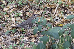 Image of Song Thrush