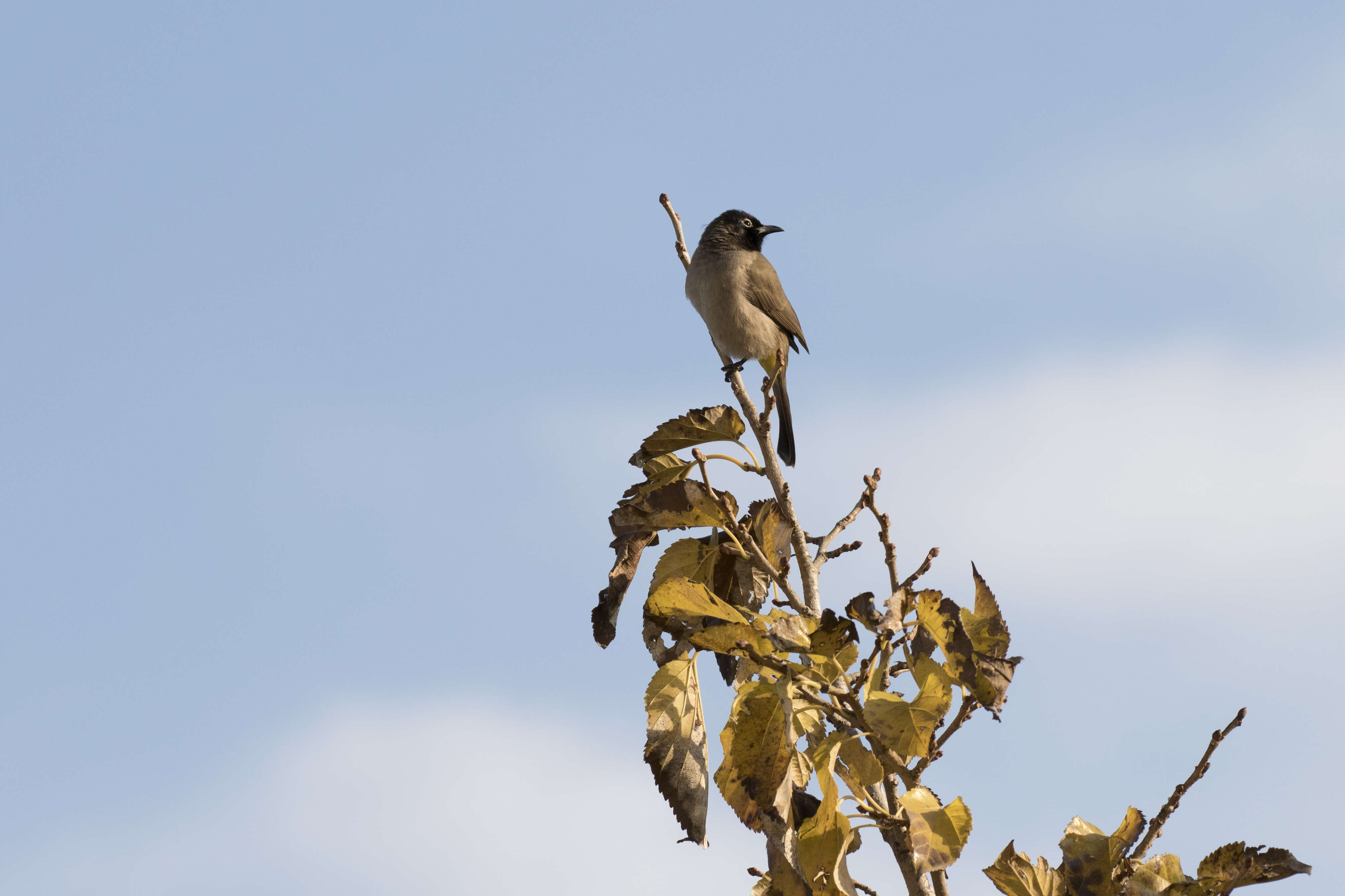 Image of White-eyed Bulbul