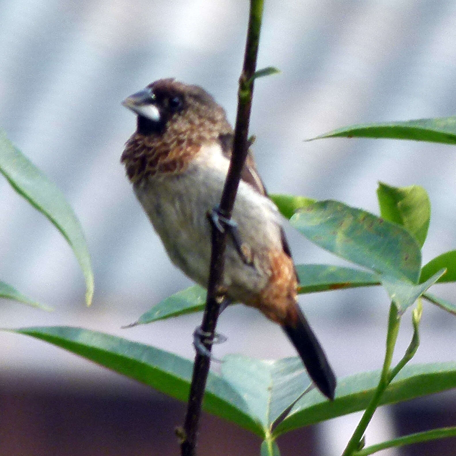 Image of White-rumped Munia