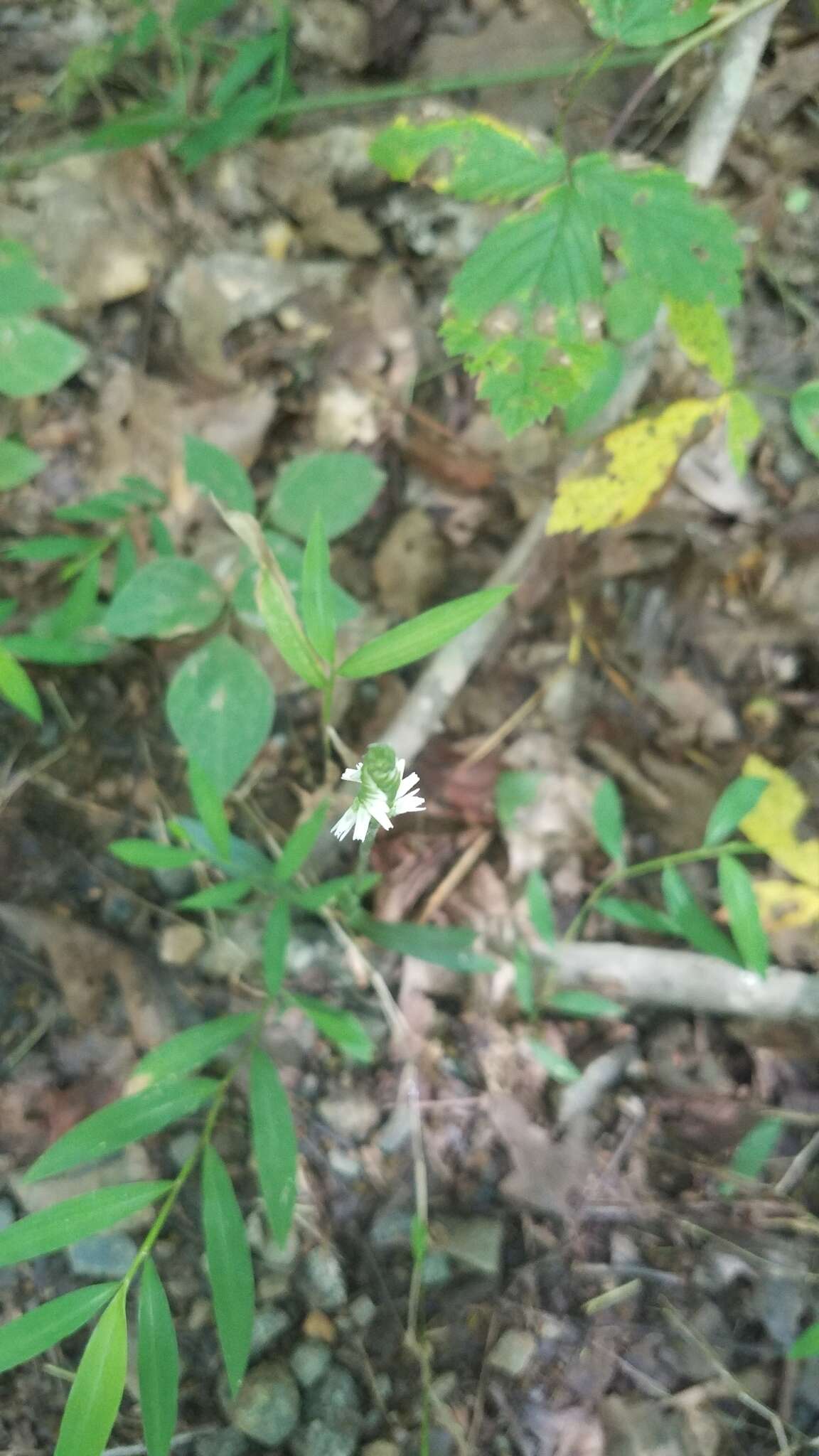 Image of October lady's tresses