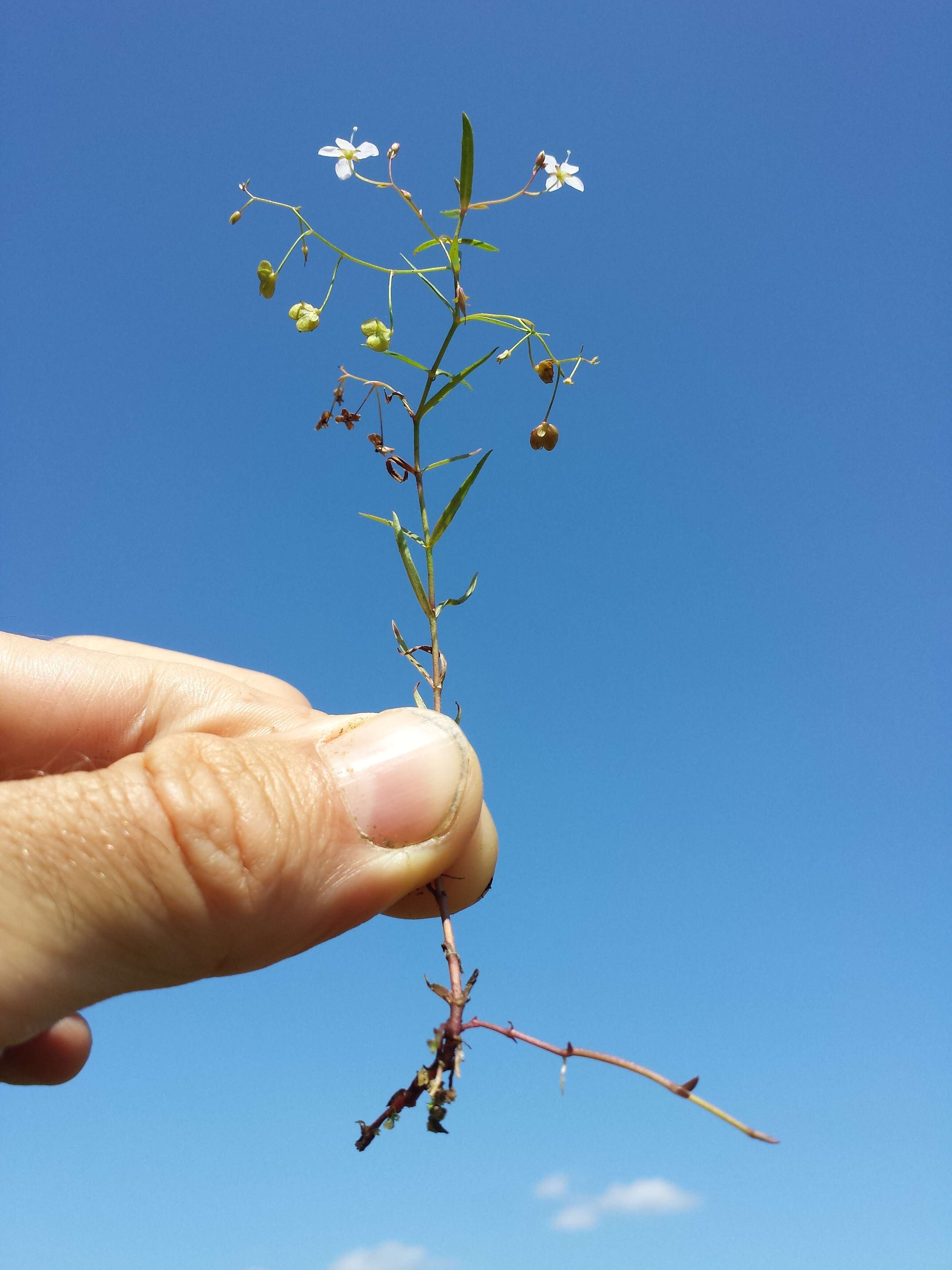 Image of Marsh Speedwell