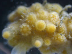 Image of rough-skinned soft coral