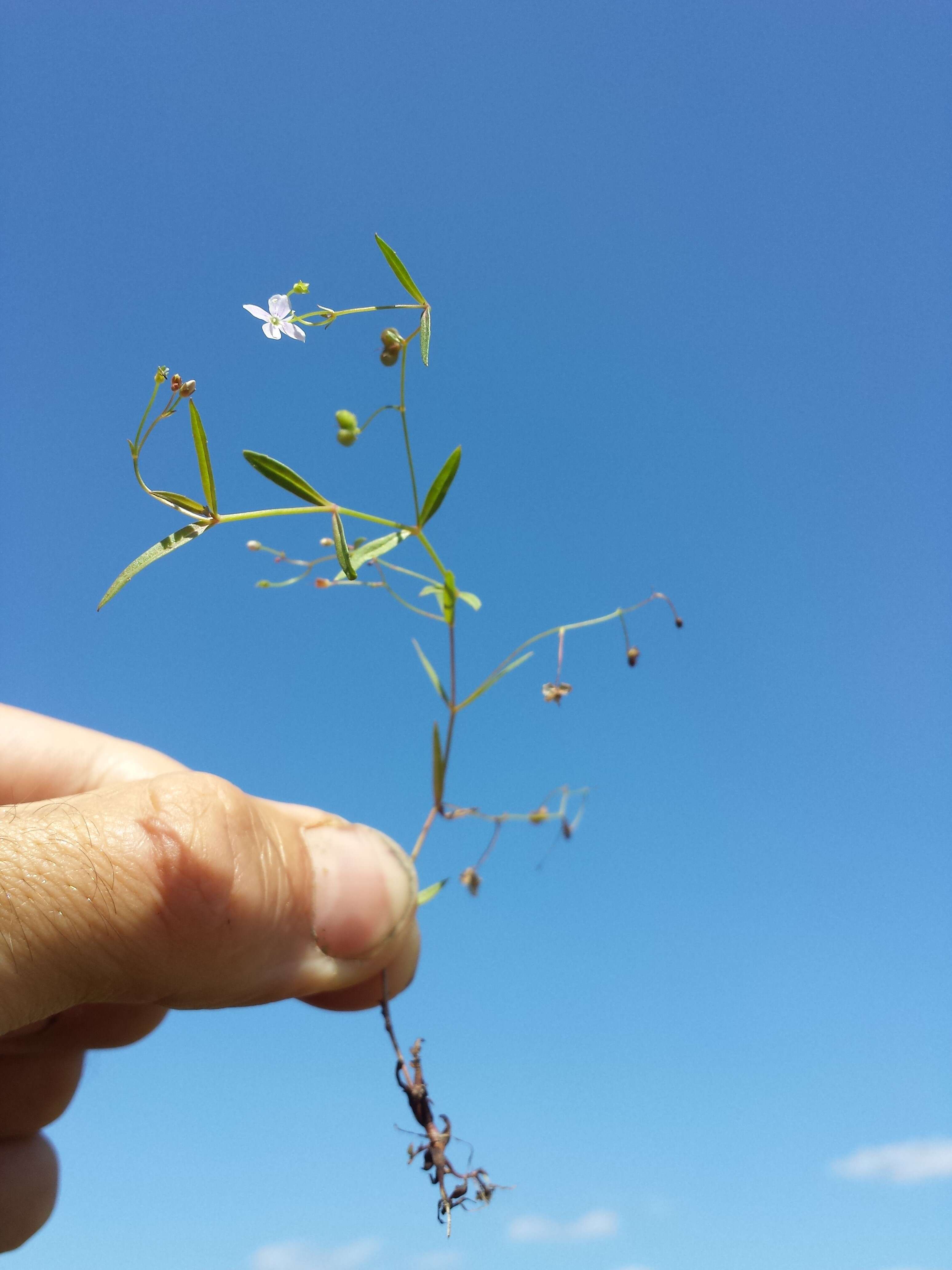 Image of Marsh Speedwell