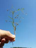 Image of Marsh Speedwell