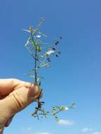 Image of Marsh Speedwell