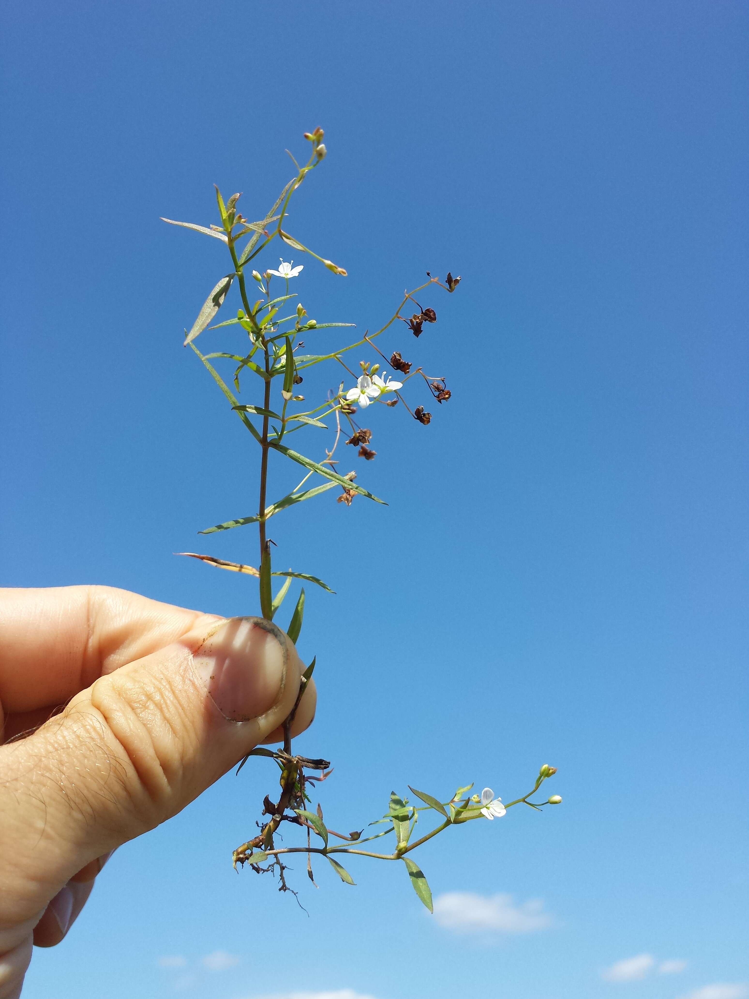 Image of Marsh Speedwell