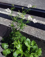 Image of coriander