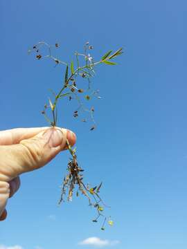 Image of Marsh Speedwell