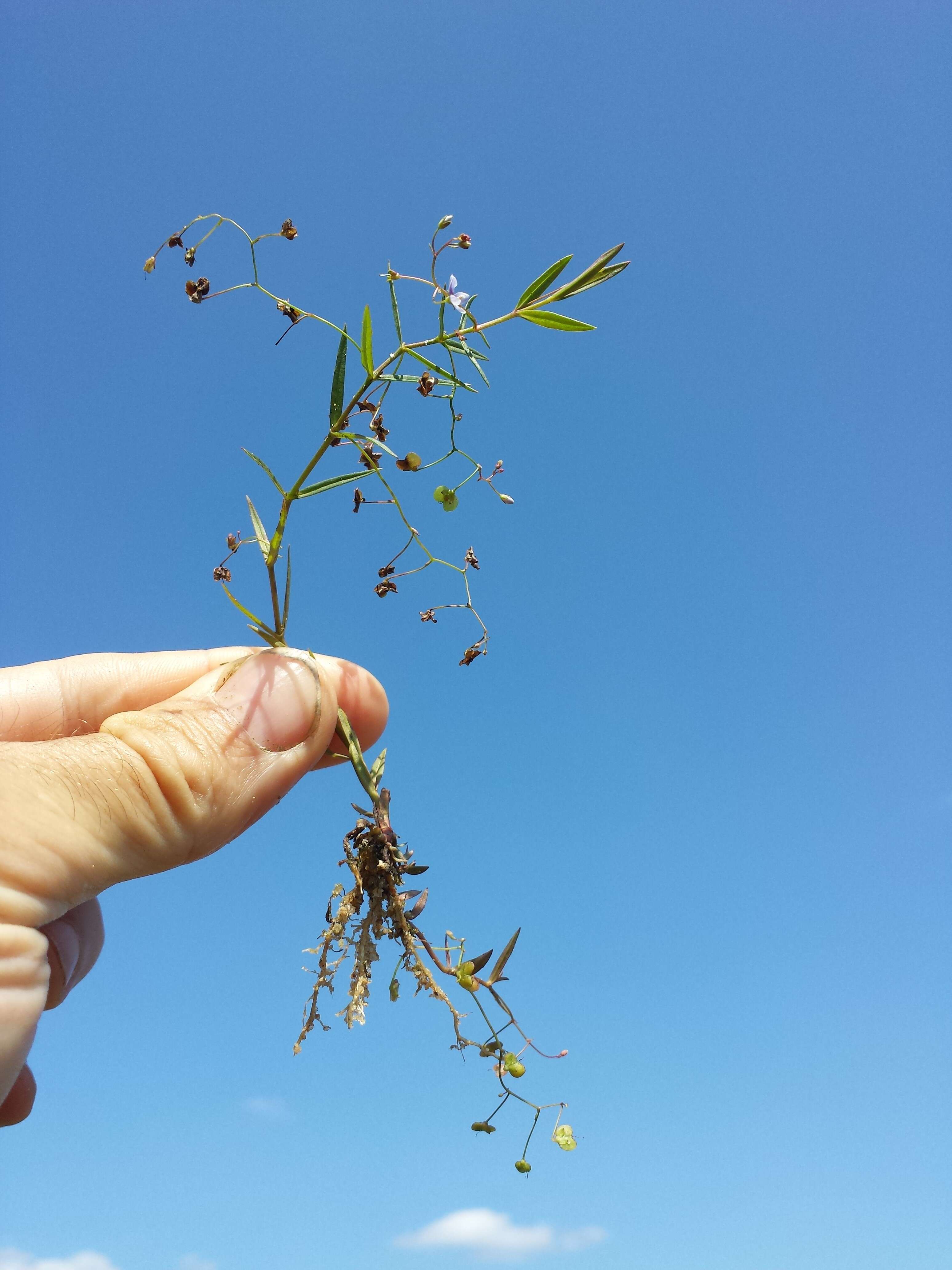 Image of Marsh Speedwell