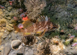 Image of Gopher rockfish