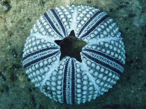 Image of Banded diadem urchin