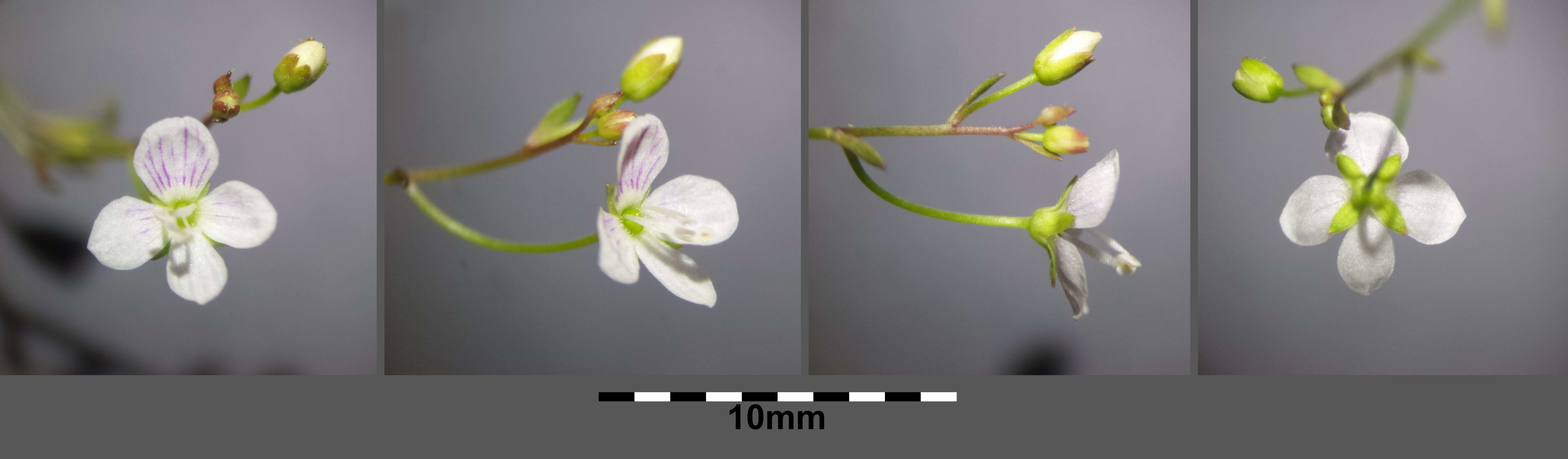 Image of Marsh Speedwell